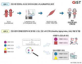 GIST-충남대병원-고려대-에이치이엠파마-아모레퍼시픽, 저속노화·노인성질환 개선 효과 있는 장내미생물(3-페닐락틱산(PLA)) 발견 사진