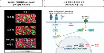 다런 윌리엄스 교수 연구팀, '근육 회복 스위치' 역할 단백질 세계 최초 확인… 치료제 후보까지 제시 사진