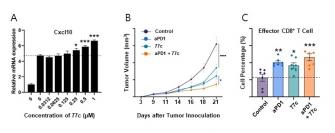 김용철·박한수 교수 공동 연구팀, 암세포 면역 회피 막는 새로운 항암물질 '77c' 개발 사진