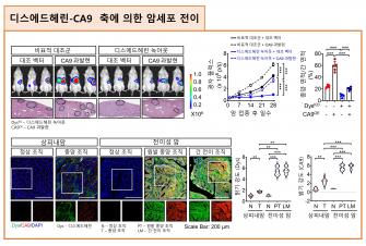 "암은 살기 좋은 산성 환경을 스스로 만든다" 남정석 교수팀, 대장암 전이·악성화 촉진 메커니즘 규명 사진