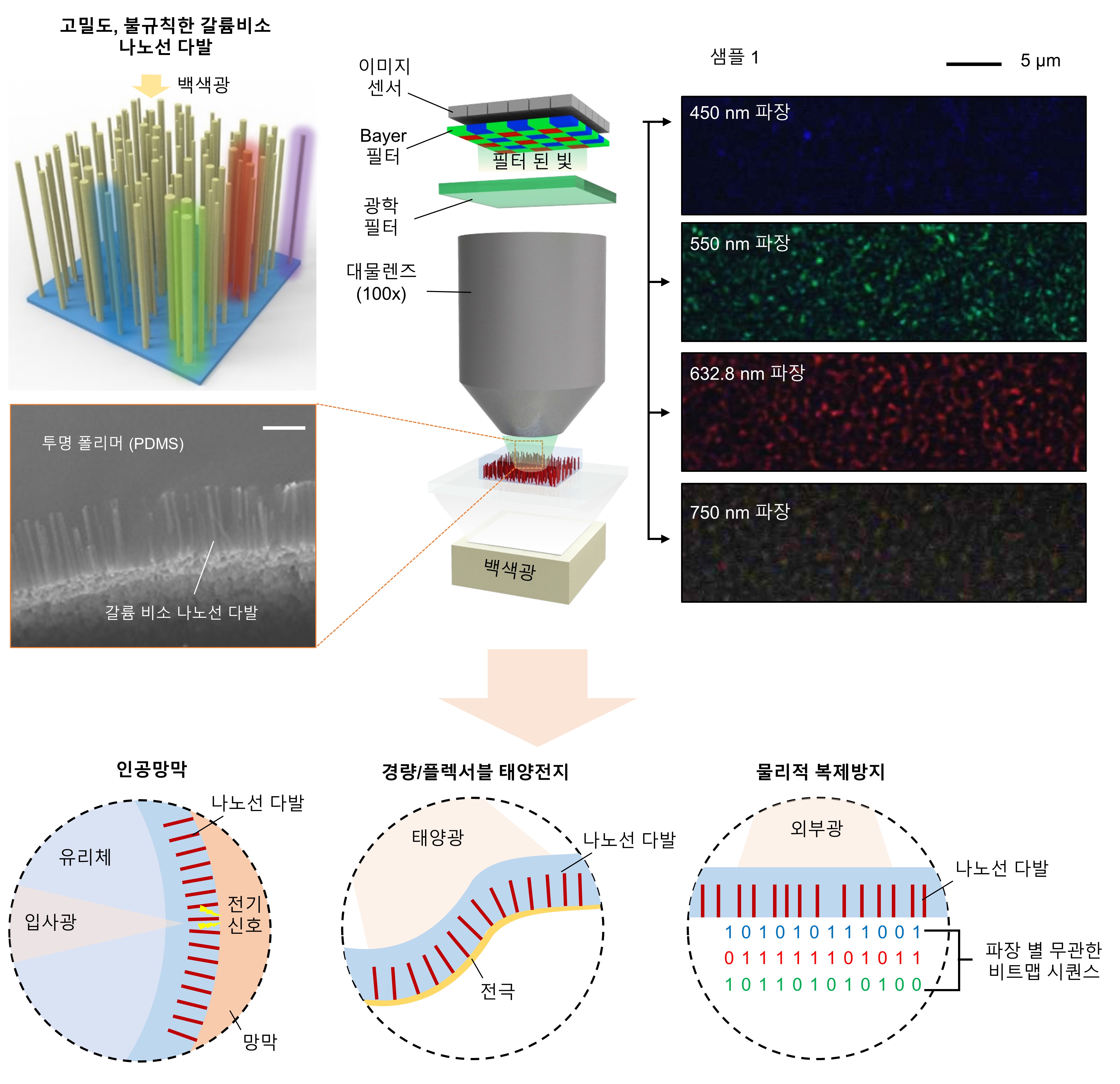 Professor Young Min Song's research team identifies the optical phenomena of semiconductor "nanowire bundles" applicable to artificial retinas 이미지