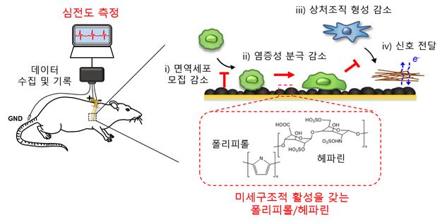 School of Materials Science and Engineering Professor Jae Young Lee's research team improved performance of implantable electrode by controlling surface properties (National Research Foundation of Korea) 이미지