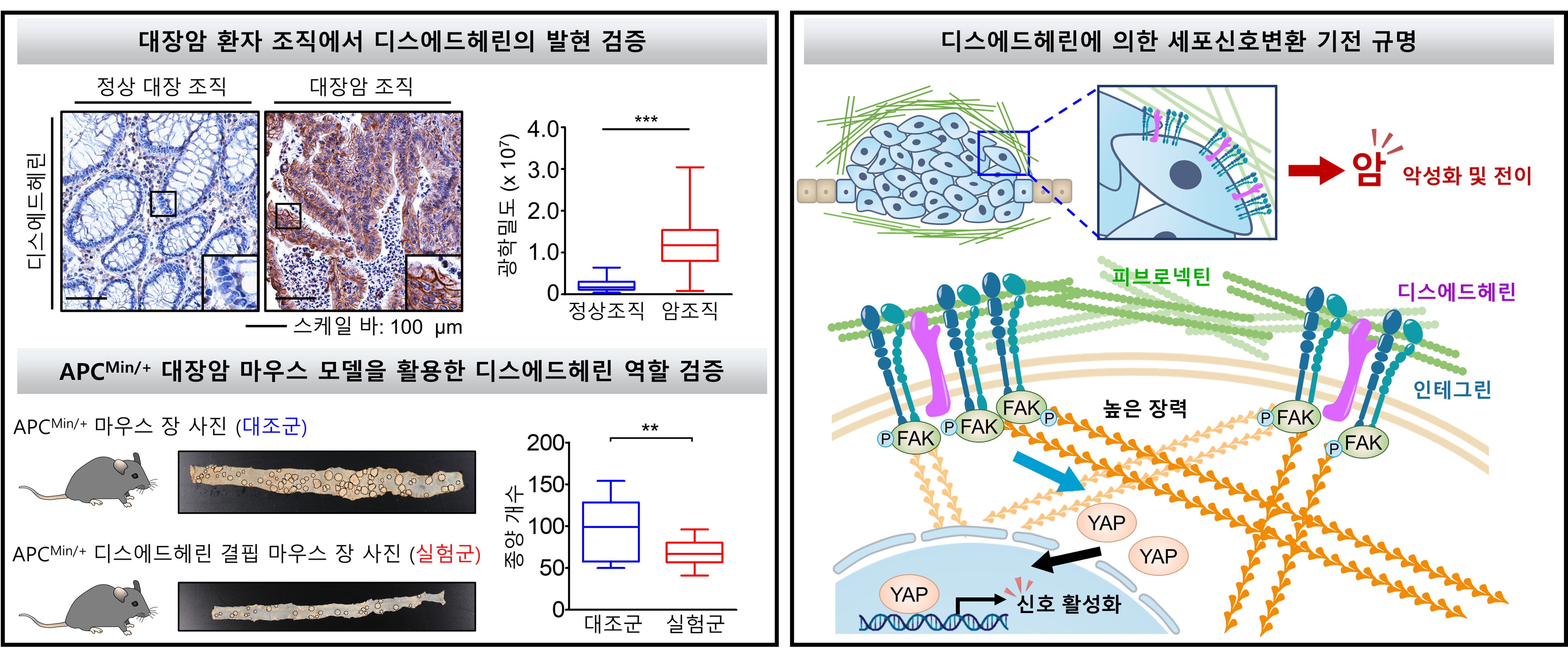 Professor Jeong-Seok Nam's research team identifies a new mechanism of cancer metastasis protein! Patent application for related peptide anticancer drug 이미지