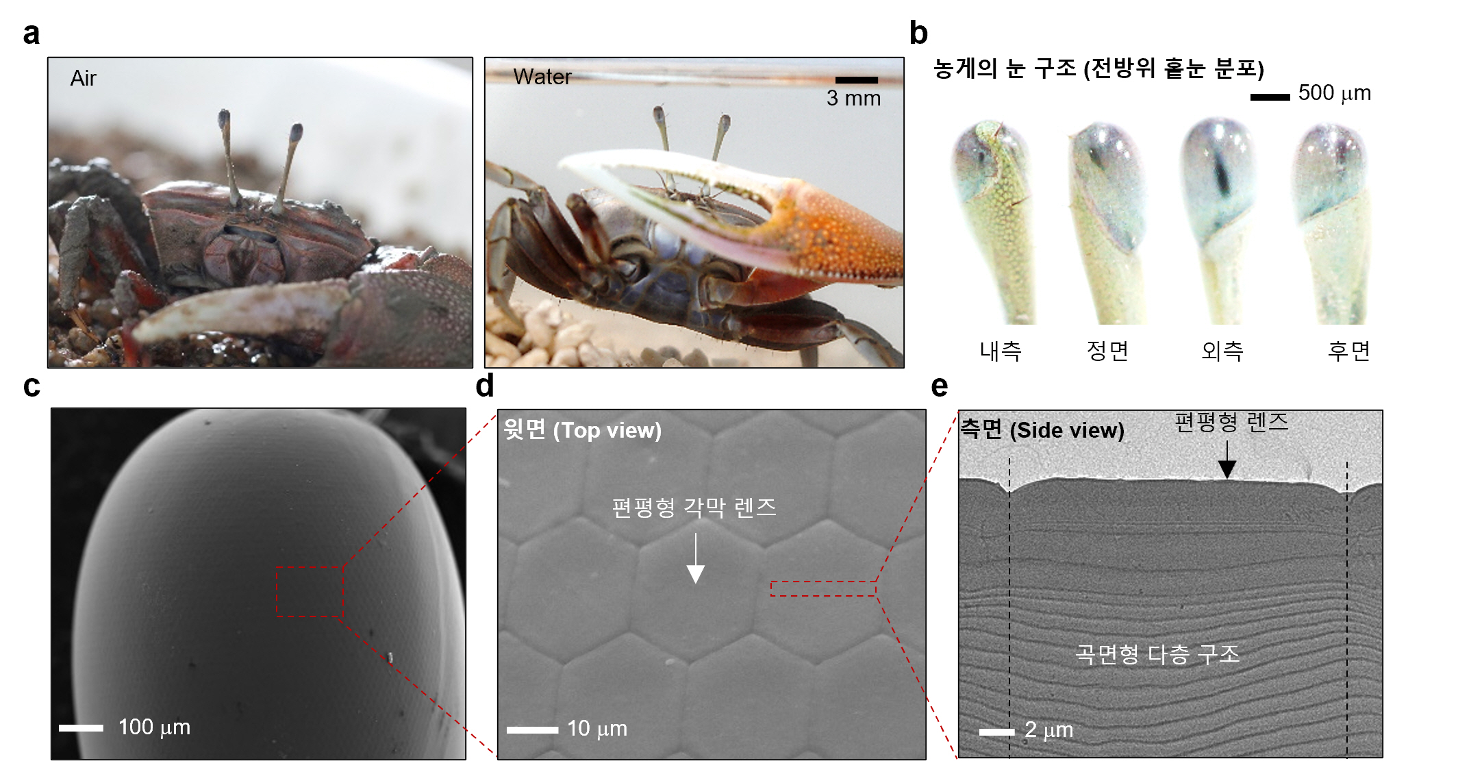 Professor Young Min Song's joint research team develops an ultra-small amphibious camera capable of shooting 360 degrees 이미지