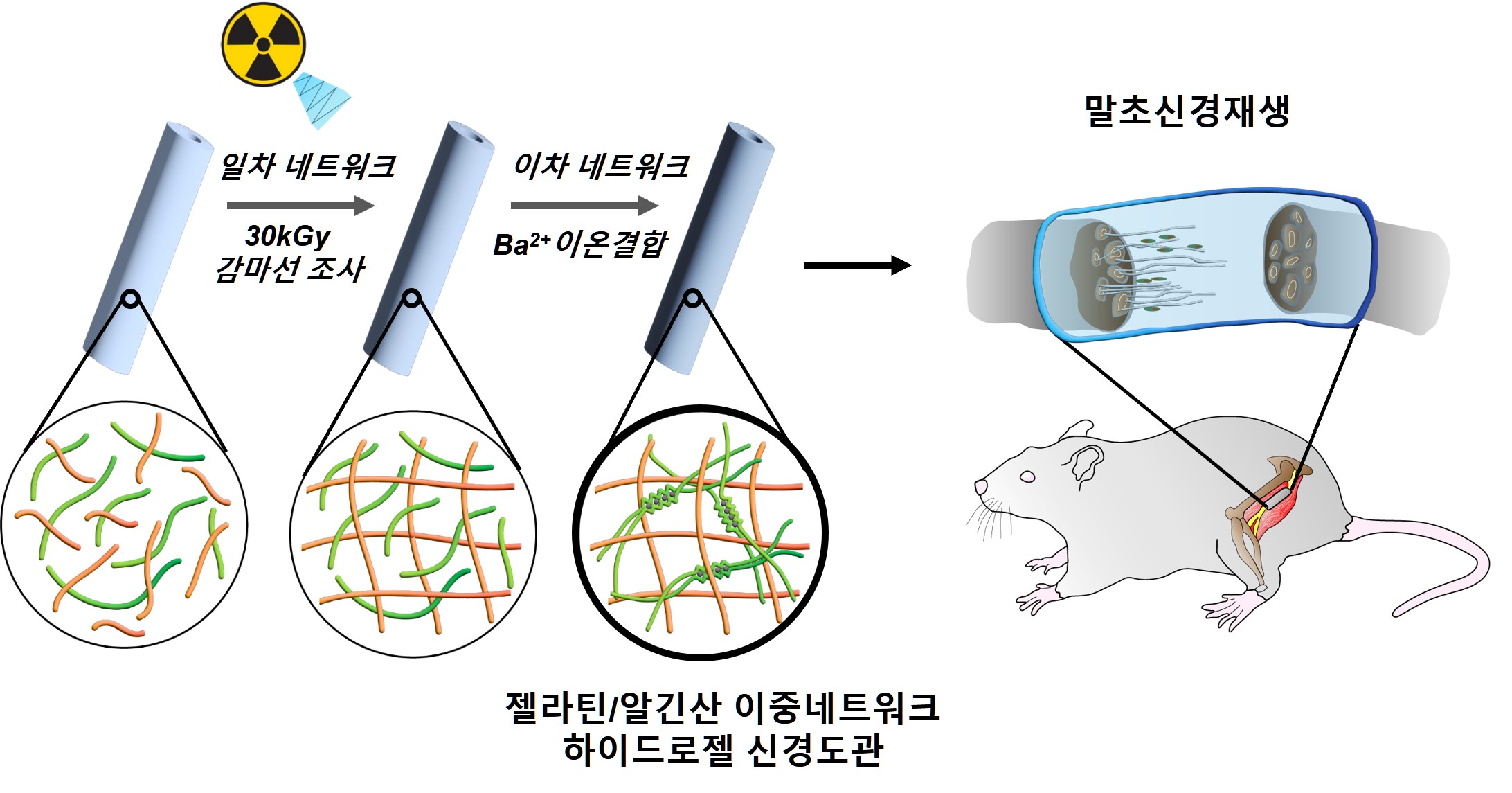 Professor Jae Young Lee’s new material research team developed a hydrogel nerve conduit that is sterile, non-toxic, has improved mechanical properties, and is easy to manufacture 이미지