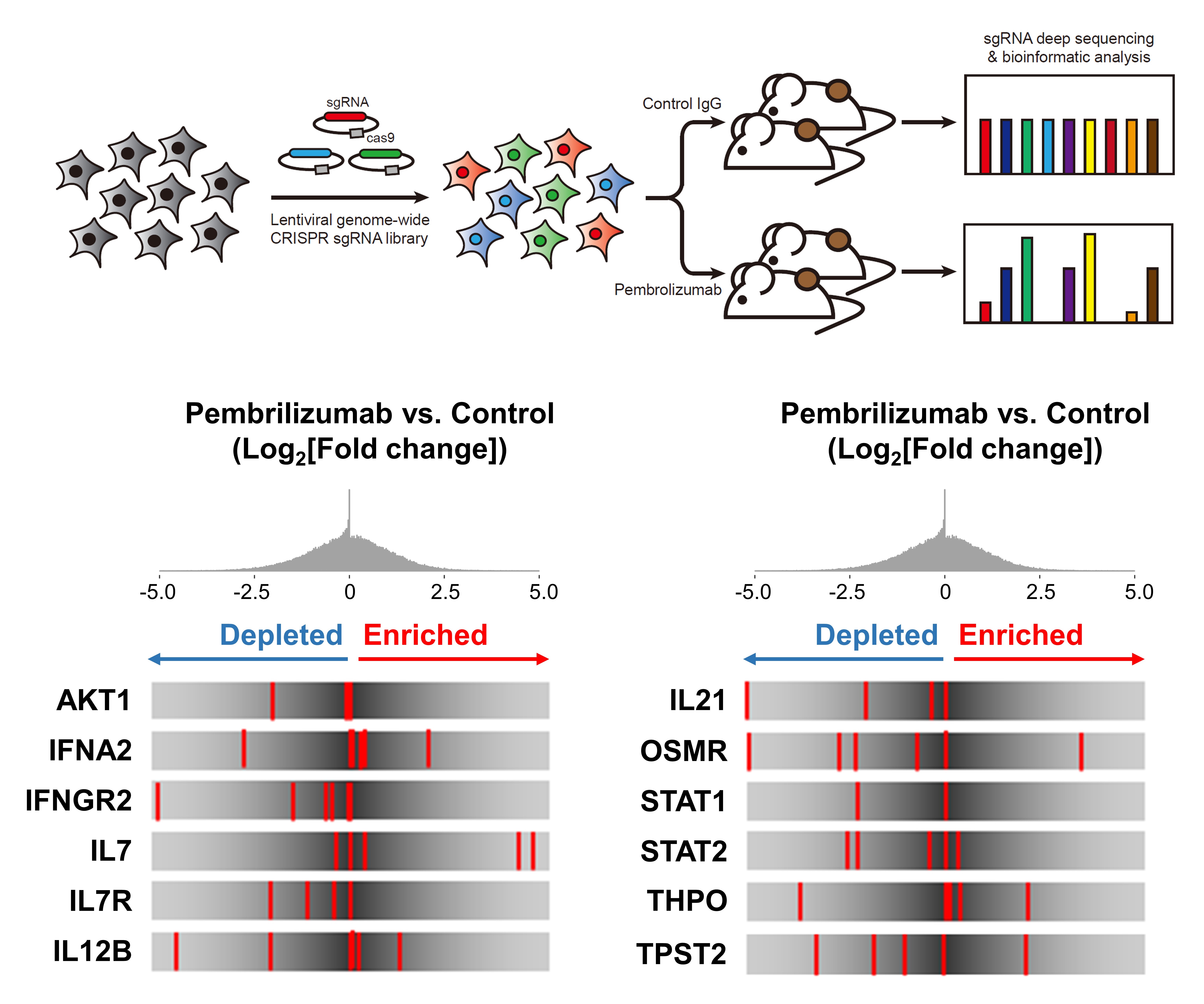 “Discovering new anticancer targets using gene scissors” GIST-Seoul National University discovers new anticancer target TPST2 by using CRISPR gene scissors-based genome screening 이미지