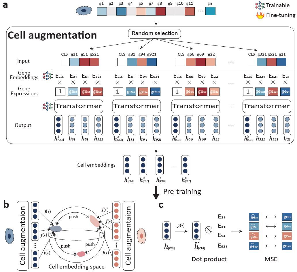 Professor Hyunju Lee's research team presents a new paradigm for single-cell analysis overcoming the limitations of single-cell RNA sequencing technology with AI technology 이미지