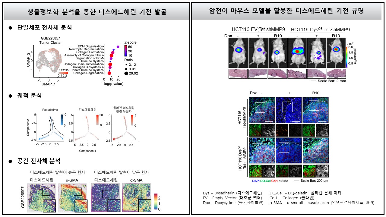 "Collagen's Betrayal - Helps Cancer Metastasis" Professor Jeong-Seok Nam's research team unravels the tumor malignancy mechanism of cancer metastasis protein (dysadherin) 이미지