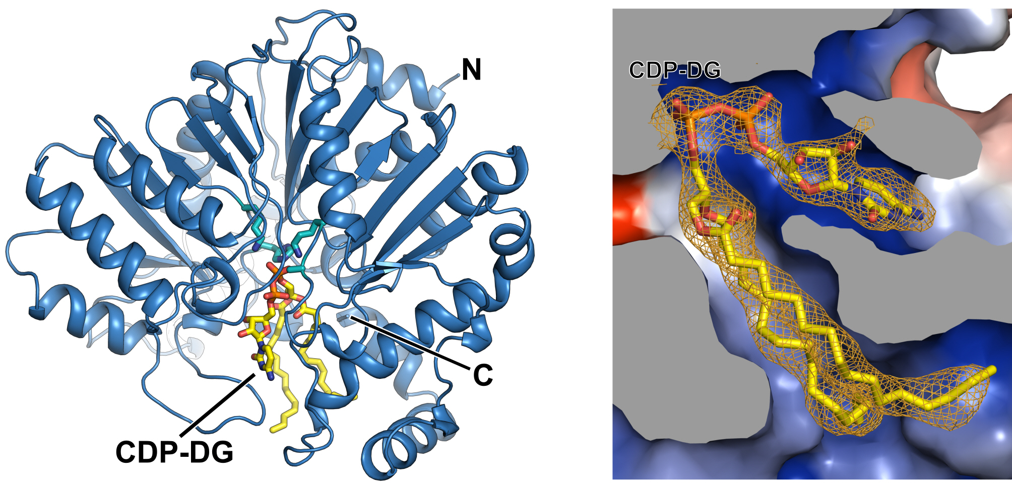 Professor Jungwook Kim's research team discovers bacterial survival mechanism and expects development of new antibiotic mechanism 이미지