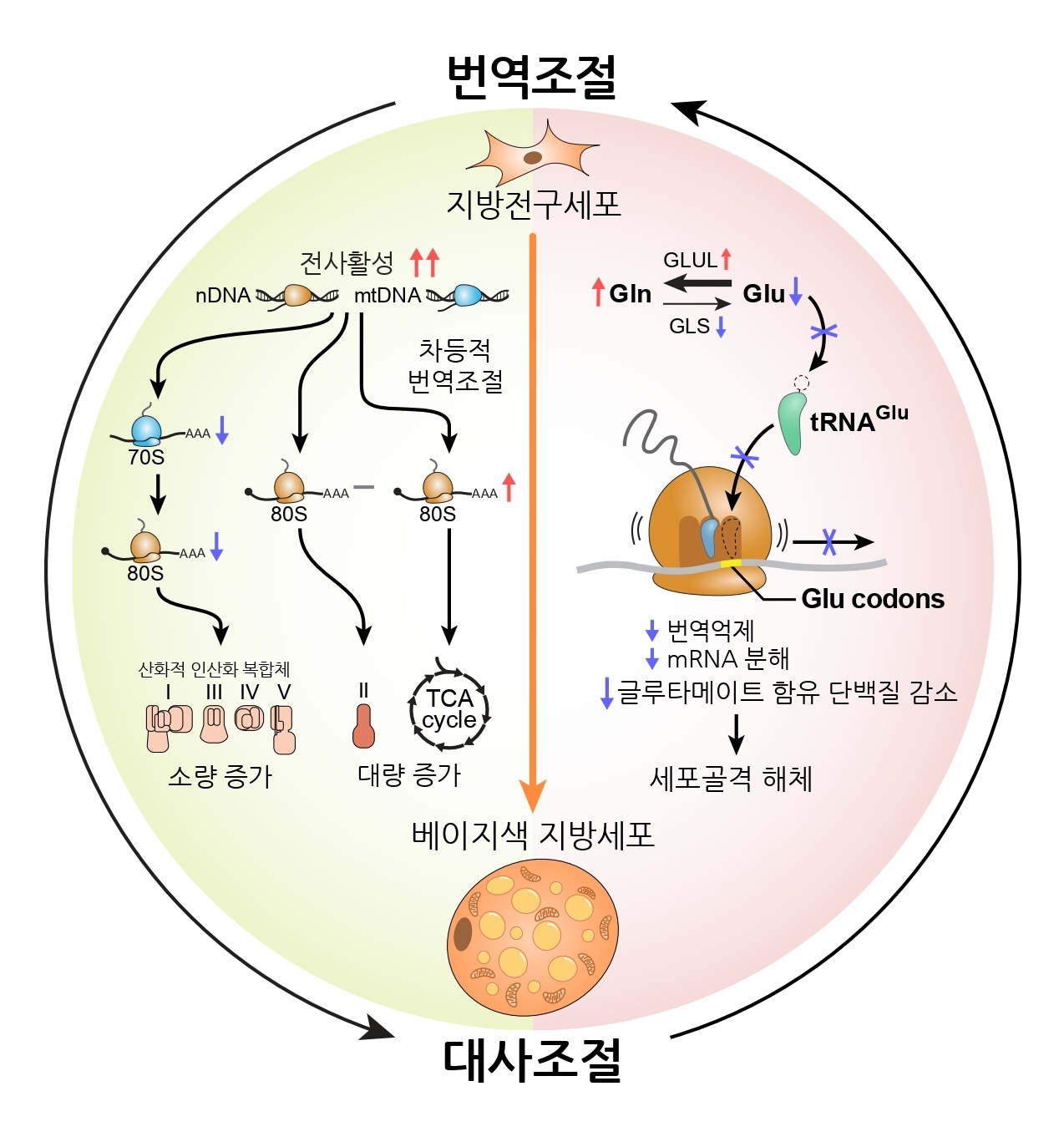 "Unraveling the hidden link of fat cell differentiation" Professor Jun Cho's research team - Soonchunhyang University, world's first identification of the fat cell metabolism control mechanism 이미지