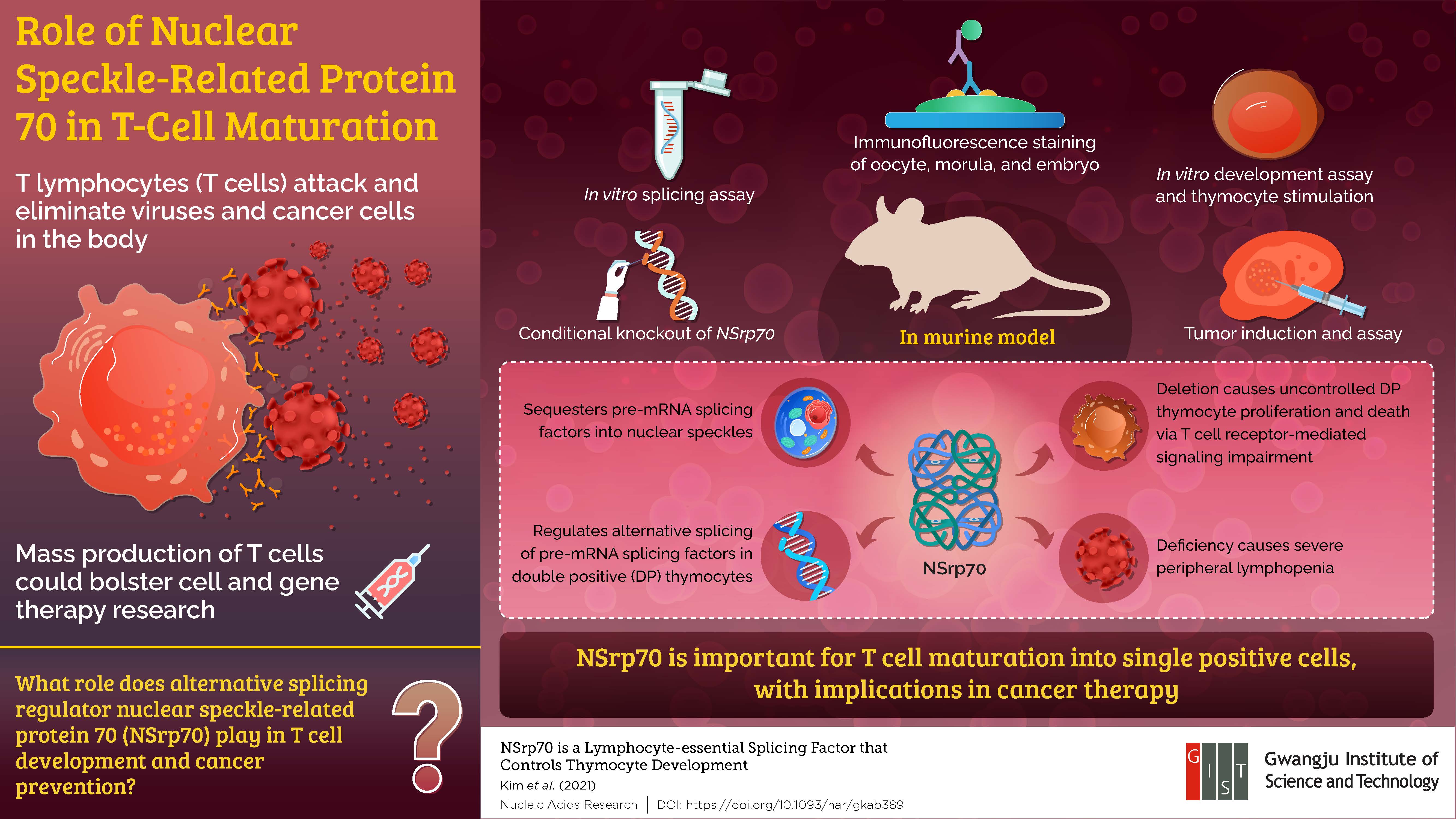 Role of Subnuclear NSrp70 in Immunity: Research at the Gwangju Institute of Science and Technology 이미지