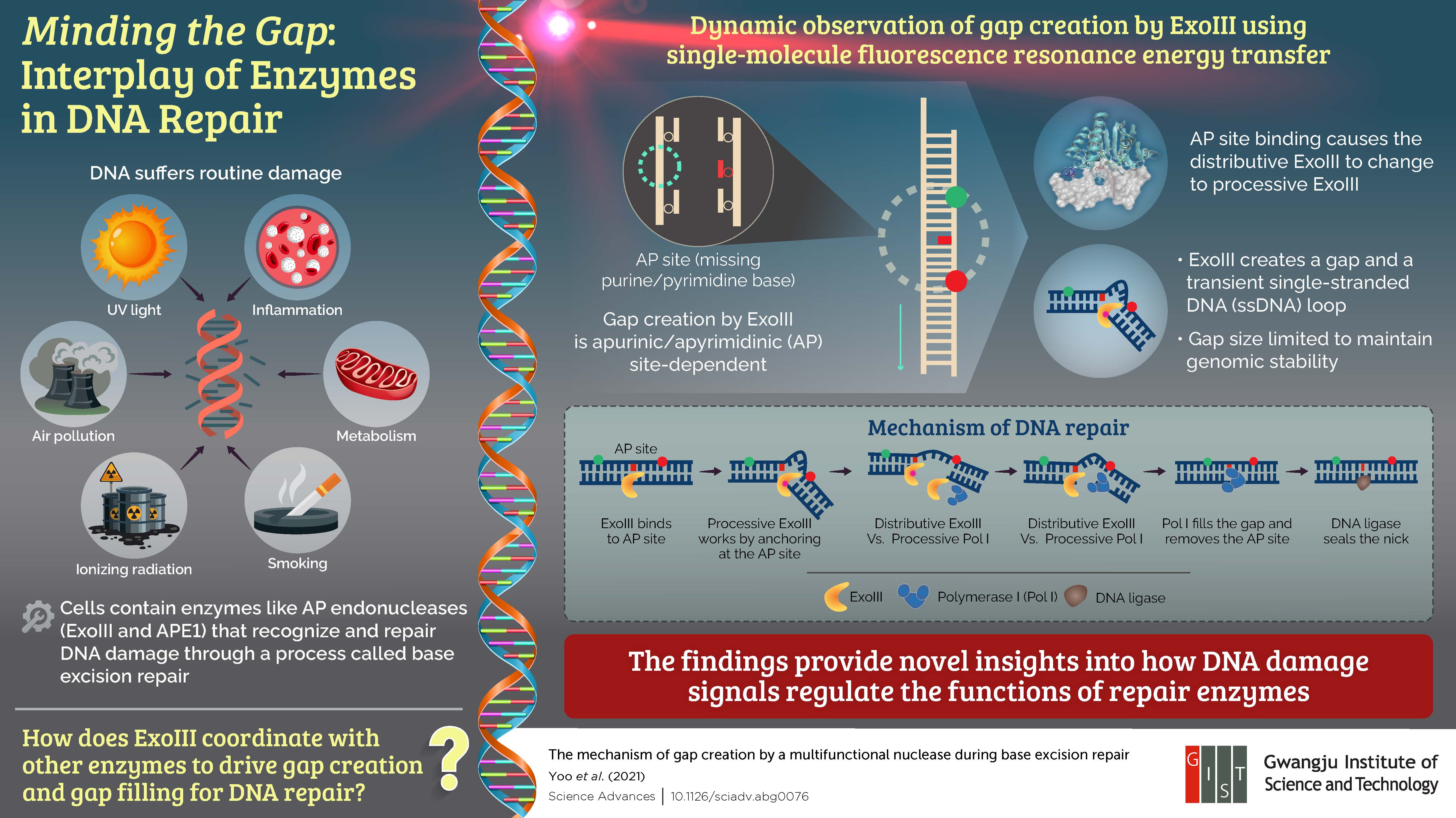 Under the Scanner: Gwangju Institute of Science and Technology Scientists Unravel the Inner Workings of DNA Repair Enzymes 이미지