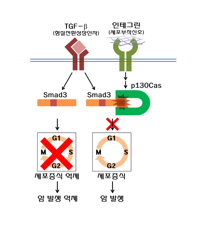 송우근 교수팀, 암 발생 조절 기전 규명 이미지