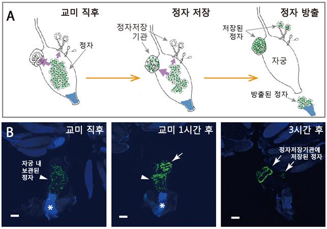 [보도자료] 김영준 교수팀, 스트레스-불임 연결고리 밝힐 초파리 호르몬 발견 이미지