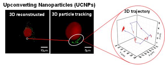 이강택·김민곤 교수팀, 살아있는 세포 내 업컨버팅 나노입자의 3차원 분포 및 궤적 영상 촬영 이미지