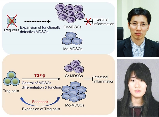 [보도자료] 박성규 교수팀, 염증성 질환치료에 이용 가능한 세포 분화기술 개발 이미지