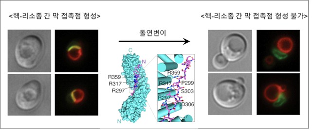 전영수 교수팀, 세포가 물질을 이동시키는  새로운 경로와 구조 세계 최초 발견 이미지