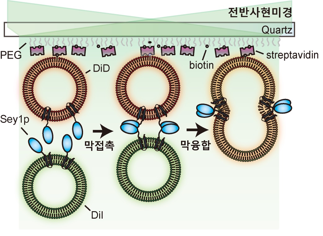 GIST 세포 로지스틱스 연구센터, 세포 내부의 소포체 그물망구조 형성 분자기전 규명! 이미지