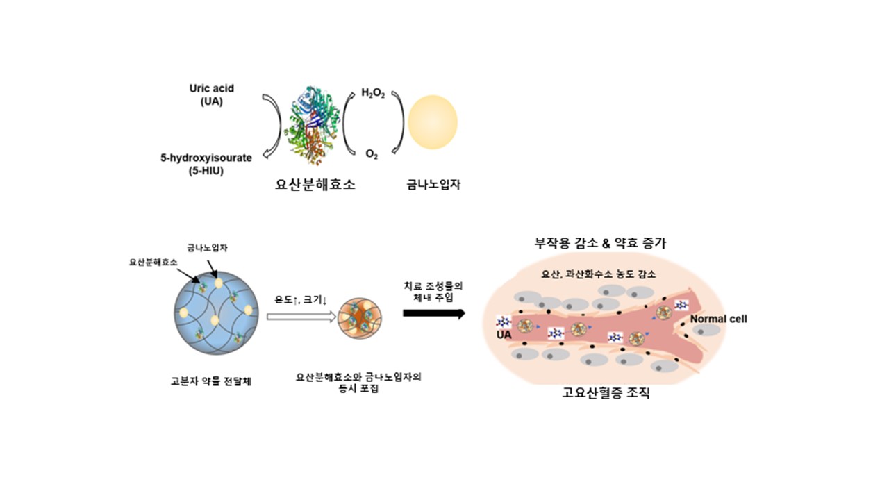 권인찬·태기융 교수 연구팀, 과산화수소 먹어치우는 금 나노입자 전달기술 개발(한국연구재단) 이미지