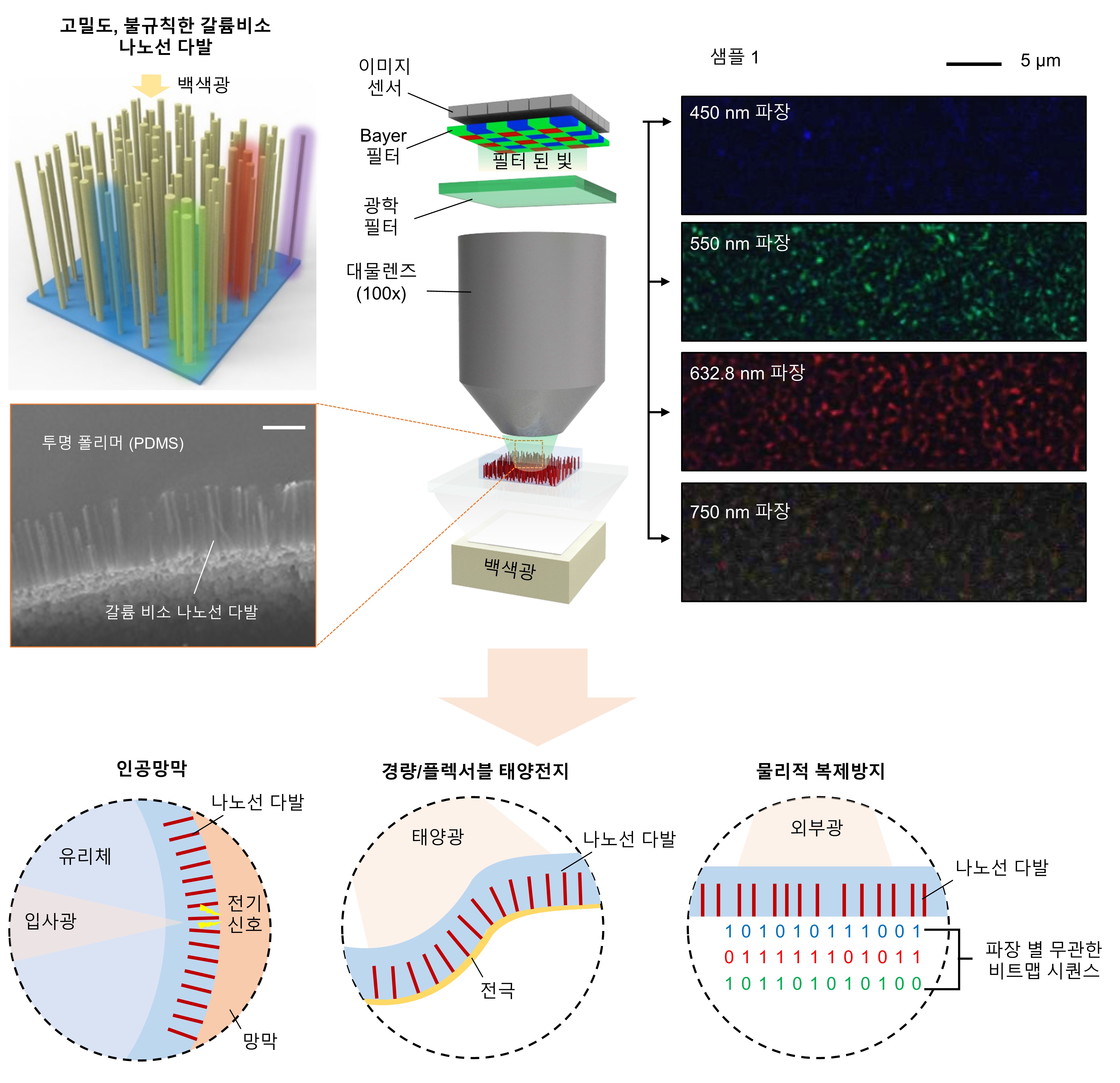 송영민 교수 연구팀, 인공 망막에 적용 가능한 반도체 “나노선 다발”의 광학적 현상 규명 이미지