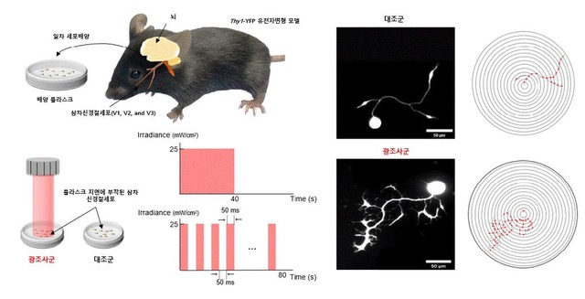 정의헌 교수 연구팀, 각막신경 손상으로 인한 안구건조증의 광치료 가능성 제시 이미지