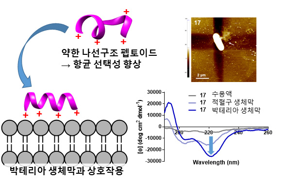 서지원 교수 공동연구팀, 초강력 박테리아 잡는 펩토이드 항생제 개발 및 항균작용 원리 규명 이미지