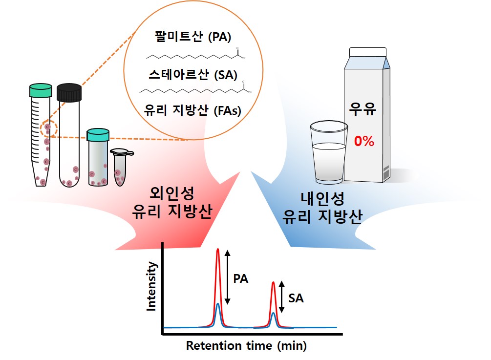 김태영 교수 연구팀, 식품 내 유리지방산의 정확한 측정 위한 최적의 분석법 개발 이미지