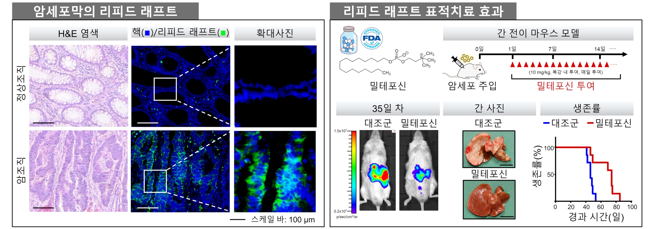 남정석 교수 연구팀, 구충제가 암 세포막에 작용하는 원리 규명 이미지