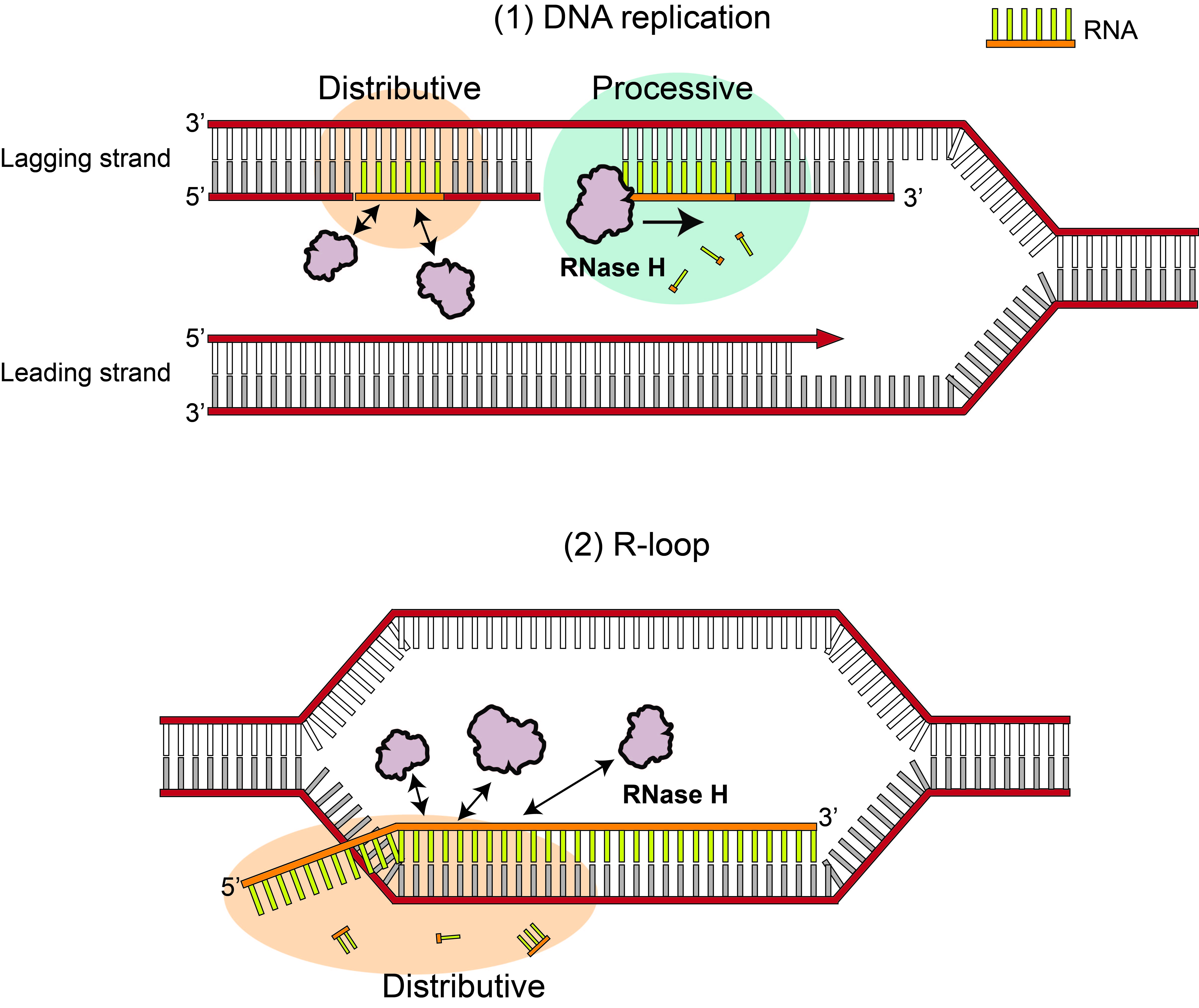 이광록 교수 연구팀, RNase H의 새로운 RNA 분해기전 규명 이미지