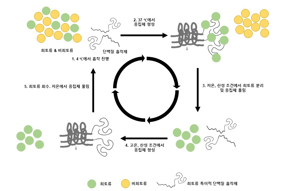 권인찬 교수 연구팀, 폐기물에서 희토류 추출하는 단백질 흡착제 개발 (한국연구재단) 이미지