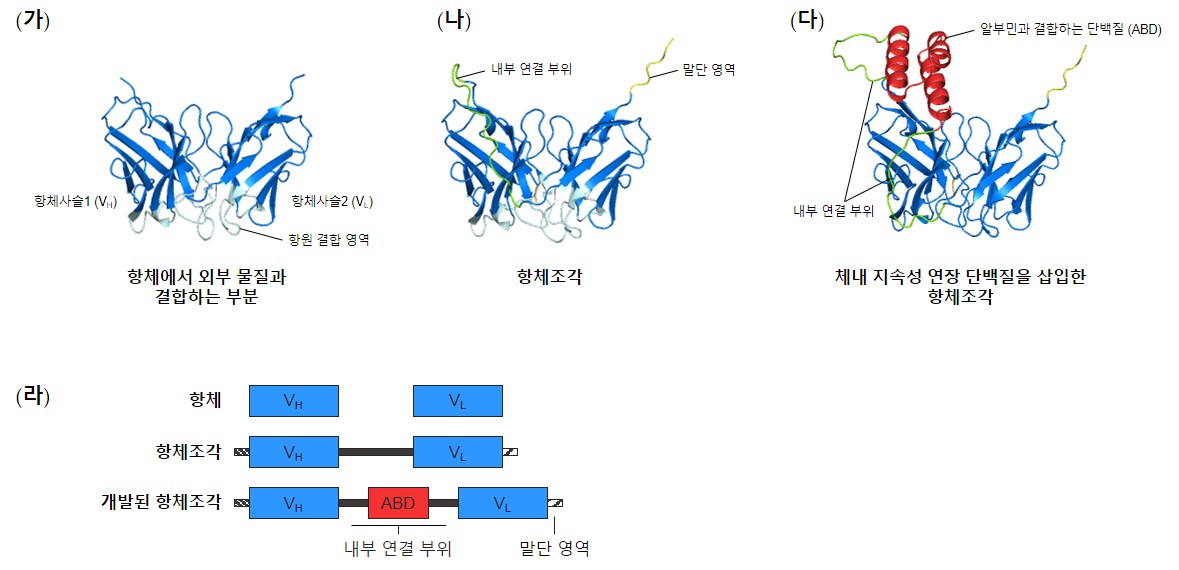 권인찬 교수 연구팀, 체내 지속성 100배 이상 늘린 항체 항암제 플랫폼 개발 이미지