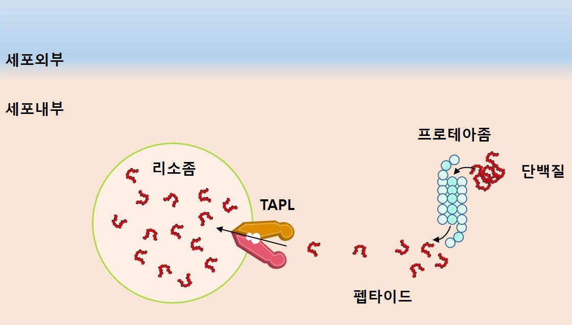 진미선 교수 연구팀, 펩타이드 수송 단백질의 새로운 메커니즘 규명 이미지