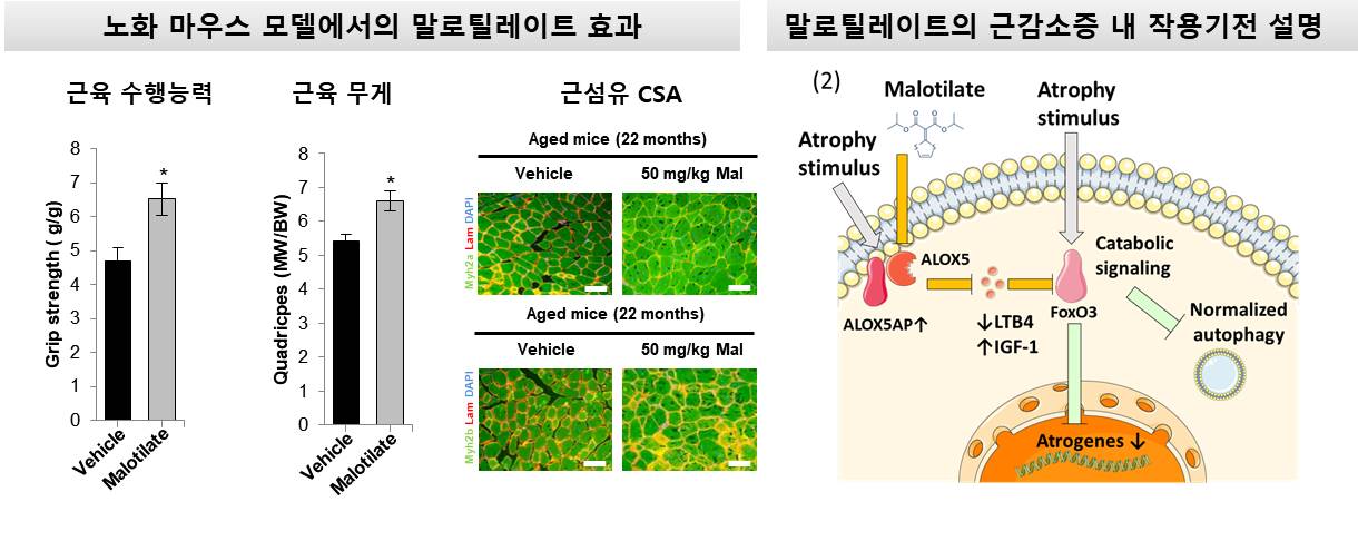 다런 윌리엄스 교수 연구팀, '근감소증' 쥐의 허벅지 두껍게 만든 FDA 약물은? 이미지