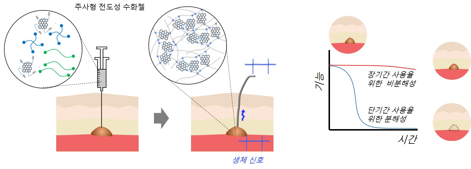 신소재 이재영 교수 연구팀, 부작용 줄이고 활용도 높인 수화젤 기반 생체 이식형 전극 개발 이미지