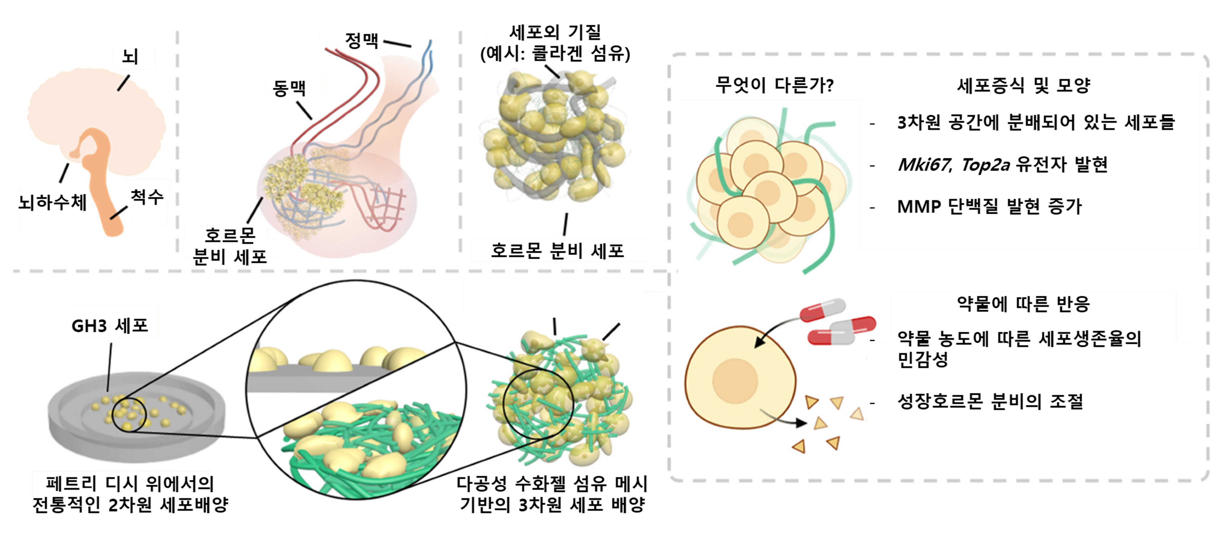 오창명‧윤명한 교수 공동연구팀, 말단비대증 치료 위한 뇌하수체 종양모델 개발…  비수술적 약물 치료법 연구 토대 마련 이미지