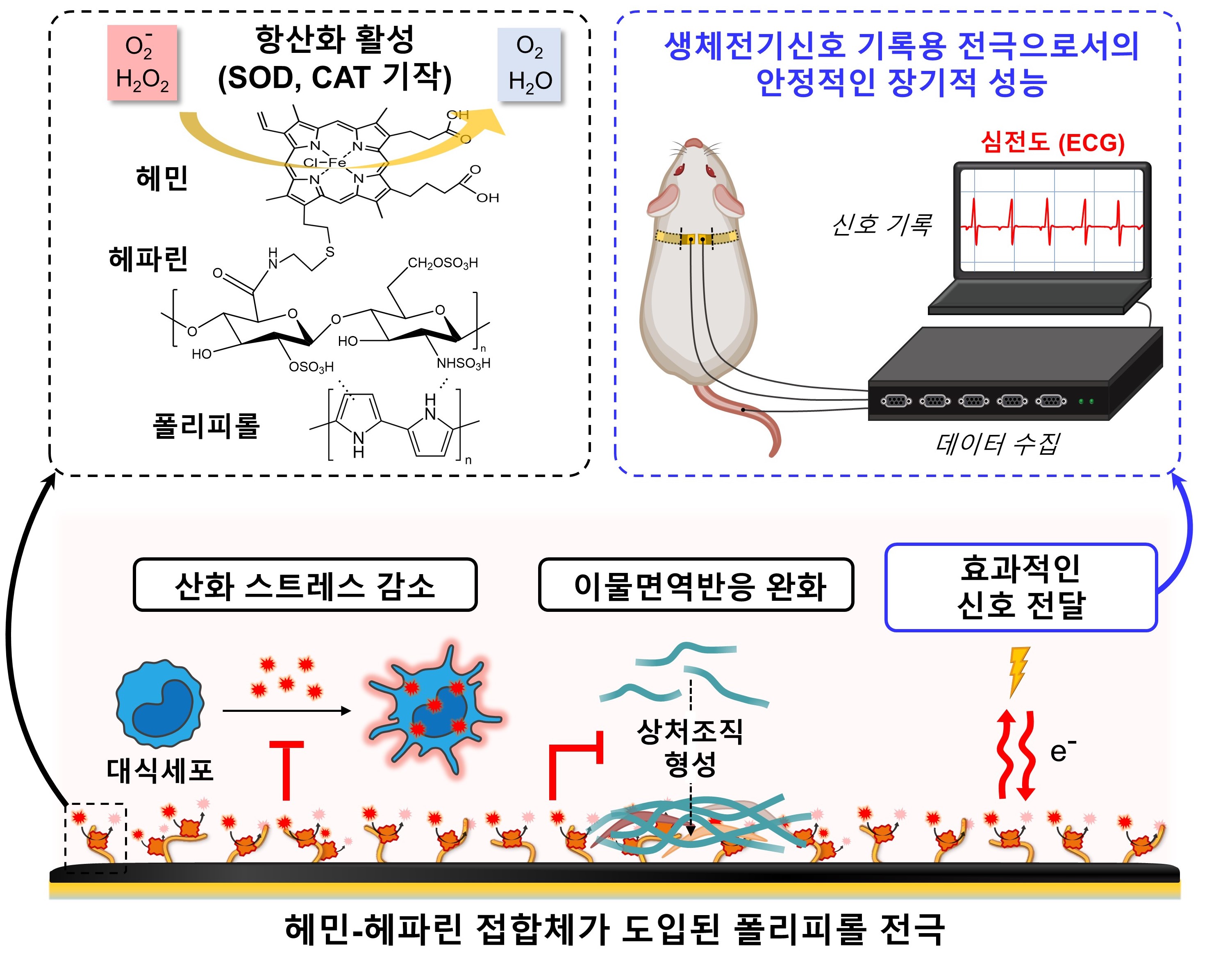 신소재공학부 이재영·태기융 교수 공동 연구팀, 강력한 항산화 물질 도입해 성능과 지속력 높인 생체전극 개발 이미지