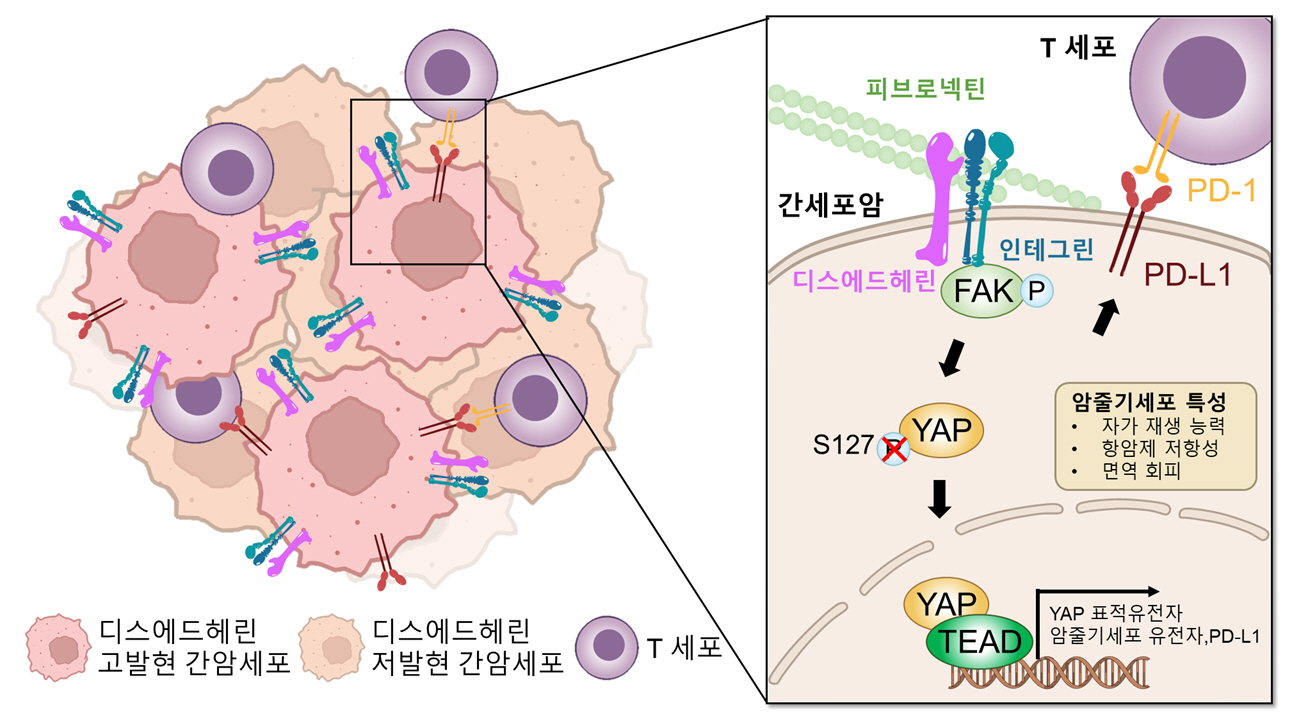 남정석 교수 연구팀, 간암 치료의 새 돌파구 제시… 재발과 치료 저항성의 숨은 원인 밝혀 이미지