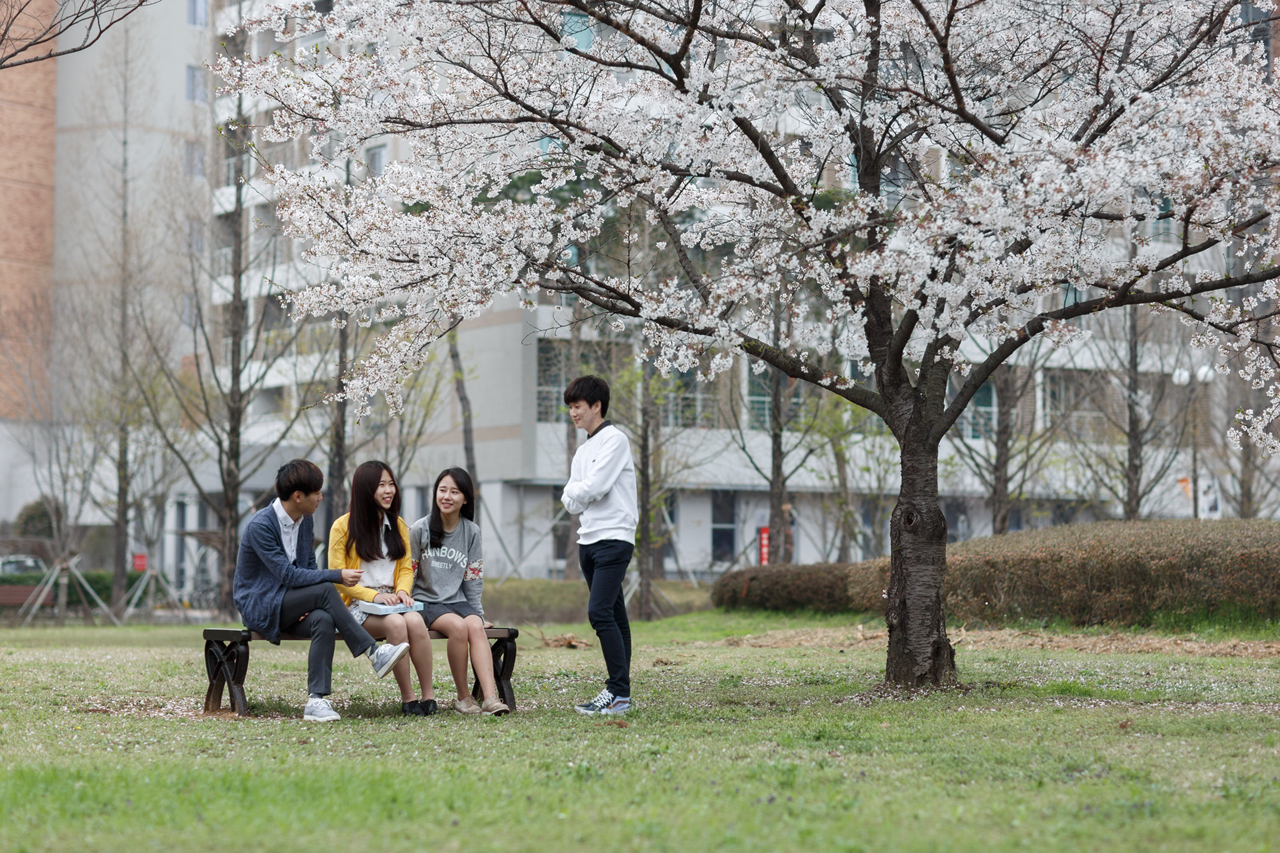 2015년 학교 벚꽃 풍경 및 지스트 카페 이미지