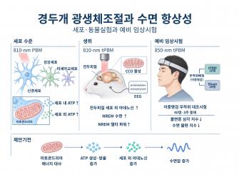 “머리에 근적외선 비췄더니… '수면 물질' 늘었다” GIST, 근적외선의 수면 조절 효과 확인 사진