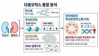“신장 질환, 어떤 세포에서 노화 변화 두드러질까” GIST, 세뇨관 상피세포서 '후성유전적 노화 가속' 확인 사진