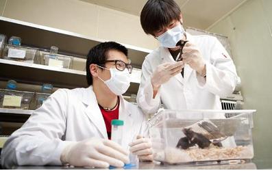 Five lactic acid bacteria tame immunocytes 이미지