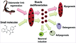 GIST Discovers a New Principle of Mammal"s Tissue Regeneration. 이미지