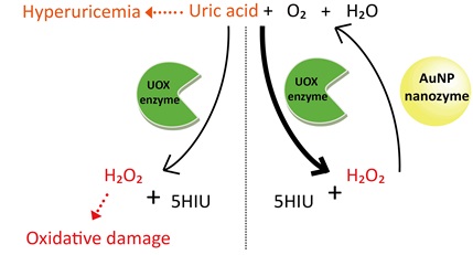 Professor Inchan Kwon's research team demonstrates the feasibility of using gold nanoparticles to treat gout 이미지