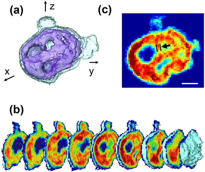 Professor Do Young Noh's research achieves the first visualization of a mammalian mitochondrion by using coherent x-ray diffractive imaging 이미지