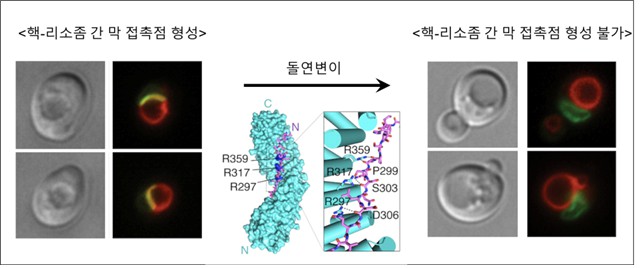 Professor Youngsoo Jun's research team discovers new pathway and structure for cellular movement 이미지