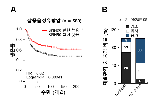 GIST Professor Woo Keun Song and Chung-Ang University Professor Sangmyung Rhee identify a new mechanism of cell growth and metastasis in breast cancer 이미지