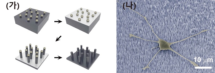 Professor Myung-Han Yoon's research team identifies principle of promoting the development of central nerve cells on vertical nanocolumns 이미지