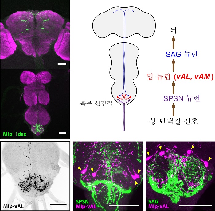 Professor Young-Joon Kim's research team formulates a new theory that explains the sexual behavior of female insects 이미지