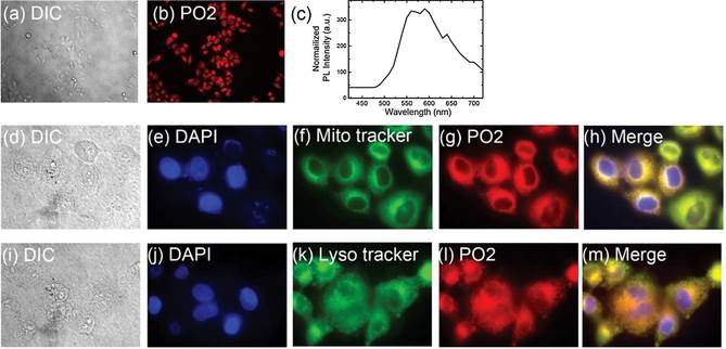 Dr. Chang-Lyoul Lee's collaborative research team develops a fluorescent viscosity sensor that reveals microscopic viscosities of living cells 이미지