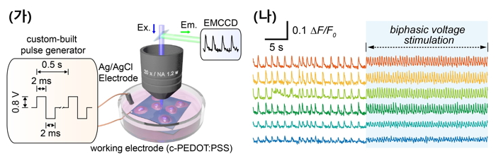 A research team led by Professors Myung-Han Yoon and Kwaghee Lee has developed high-performance polymer electrodes capable of stimulating the heart and recording heartbeats 이미지